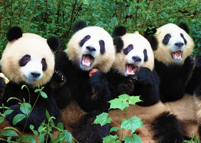 1 Day Chengdu Panda Tour