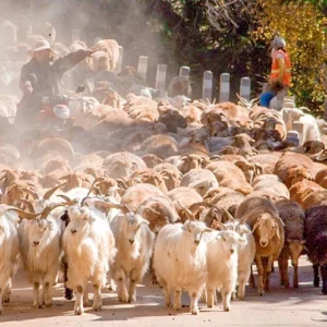 10 Days North Xinjiang Amazing Adventure with Diverse Landscapes