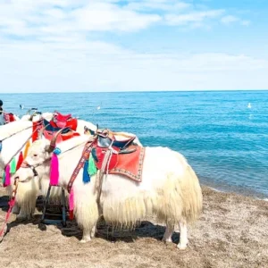 11 Days Silk Road Tour to Xinjiang Gansu Qinghai (Urumqi to Xining)