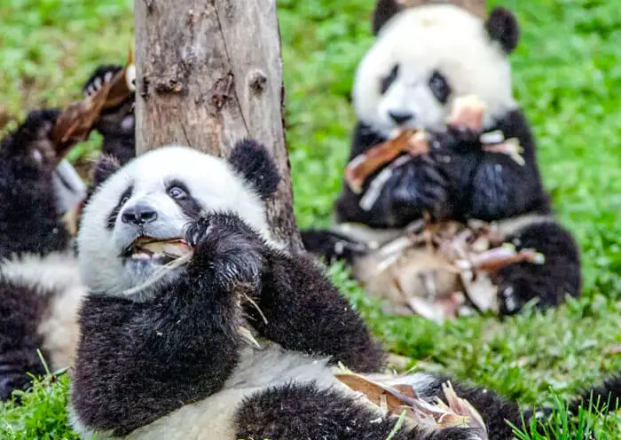 2 Days Wolong Panda Volunteer Tour