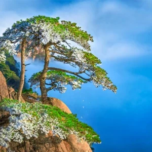 4 Day Huangshan Heritage Tour: Yellow Mountain, Hongcun & Xidi Ancient Villages