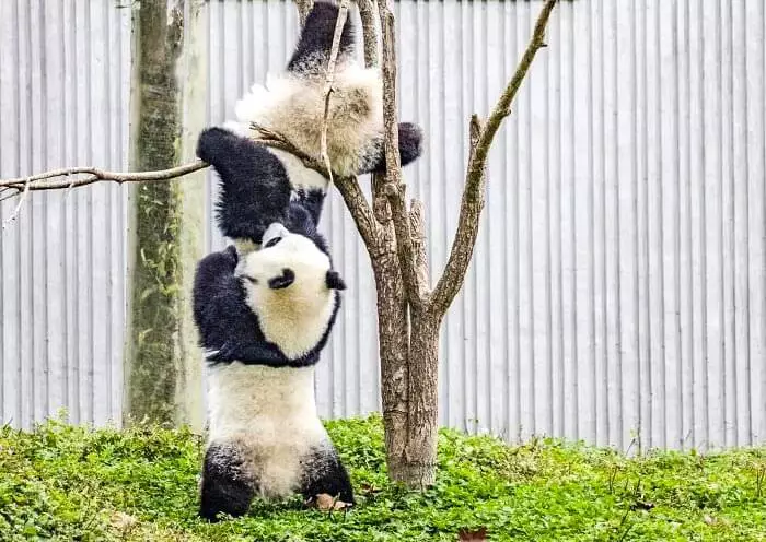 4 Days Ultimate Panda Tour for Panda