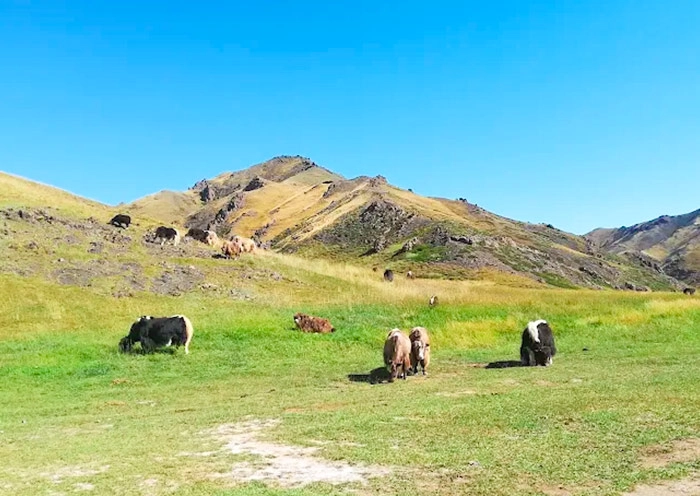 8 Days Classic Gobi Desert Tour with Ulaanbaatar City Tour