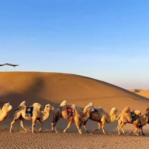 5 Days Classic Inner Mongolia Tour - Green Grassland & Golden Desert