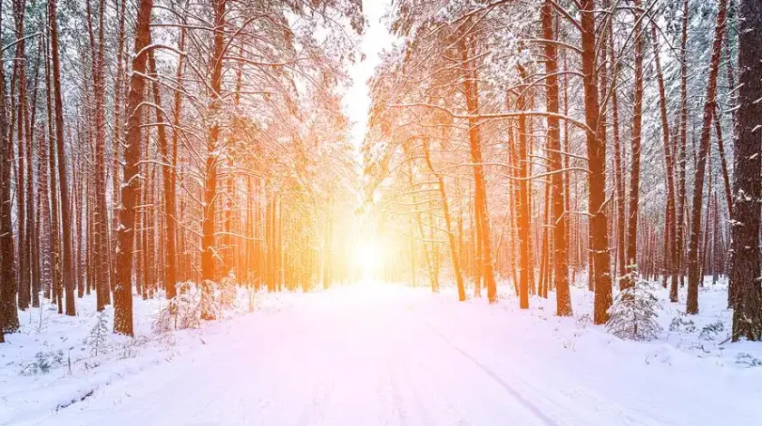 Travel through the snowy forest