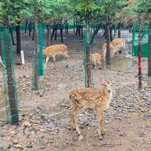 6 Days Naadam Festival Tour 2025: Attend the Grandest Festival in Inner Mongolia