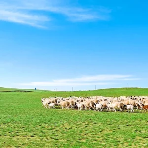 5 Days Best Inner Mongolia Tour - Grassland, Desert & Genghis Khan's Legacy